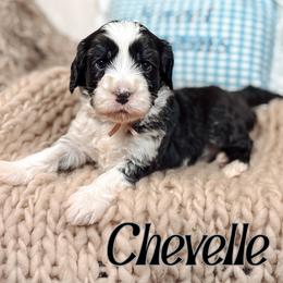 Chevelle - Black and chalk female Australian Labradoodle puppy in Decatur, Alabama from Southern Meadows Doodles
