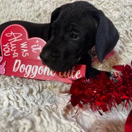 Silver Collar Male - Black and white male Great Dane puppy in Wimberley, Texas from Heart of Texas Great Danes