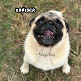 Cruiser - Pug
