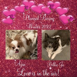 Chihuahua Puppies from Seaside Chihuahuas LLC