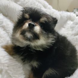 Pomeranian Puppies from Cutie Poms