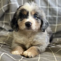 Pixie - Blue merle female Miniature American Shepherd puppy in Plant City, Florida from Osborne & Stormborn FL Kennels