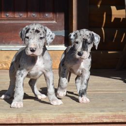 Great Dane Puppies from Ajani's Danes