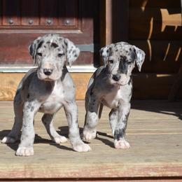Great Dane Puppies from Ajani's Danes