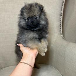 Allie - Orange female Pomeranian puppy in Phoenix, Arizona from Luxpomz