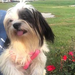 Millie - Shorkie