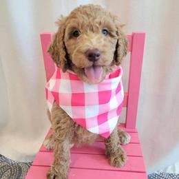 Coco (Tan Collar) - Apricot female Goldendoodle puppy in Lincoln, California from Lincoln Goldendoodles