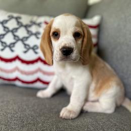 Baby boy 5 - Red and white male Beagle puppy in Monticello, Georgia from Beaglelove