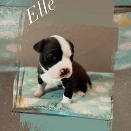 Elle - Black brindle female American Pit Bull Terrier puppy in Glide, Oregon from Floss Dog Kennels