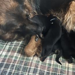Mr. Denim Blue - Black and red male German Shepherd puppy in Purcellville, Virginia from Starry Night German Shepherd Dogs