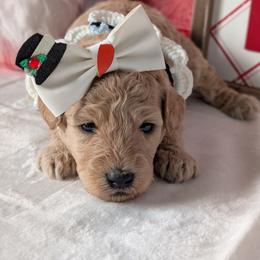 Goldendoodle and Shihpoo Puppies from Bellady's Shihpoos