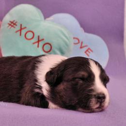 Australian Shepherd Puppies from Dovehawk Australian Shepherds