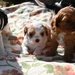 Cavalier King Charles Spaniel Puppies from Critter's Cottage Cavaliers