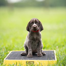 German Shorthaired Pointer and Vizsla Puppies from Nosam Kennels- Hungarian Vizslas, and German Shorthairs Located in Kentucky