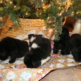 Girl 1 - Black female Newfoundland puppy in Ellendale Forge, Pennsylvania from Opening Heavens Doors Newfoundlands