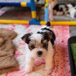 SteTson - Parti male Yorkshire Terrier puppy in Prosper, Texas from DaintyDawlz