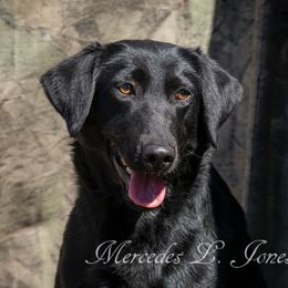 SASS - Labrador Retriever