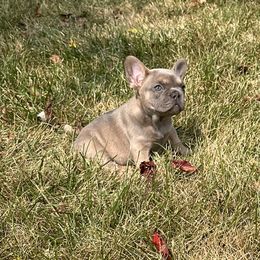 French Bulldog Puppies from Christie's Frenchies