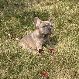 French Bulldog Puppies from Christie's Frenchies