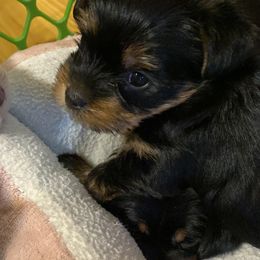 Poodle, Yorkipoo, and Yorkshire Terrier Puppies from Yorkie Oodle Doodle