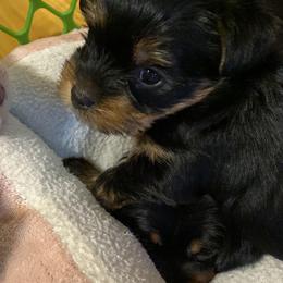 Poodle, Yorkipoo, and Yorkshire Terrier Puppies from Yorkie Oodle Doodle