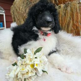 Rapunzel - Parti female Poodle puppy in Springfield, Oregon from Valaurah Farms