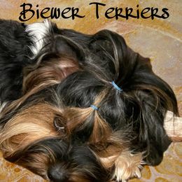 Fino - Biewer Terrier