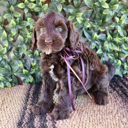 Oak - Chocolate male Australian Labradoodle puppy in Hartshorne, Oklahoma from Jena Edmond