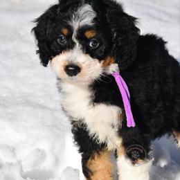 Purple girl - Tri-color female Bernedoodle puppy in Waukesha, Wisconsin from Bernedoodle Boutique (and Cavapoos)