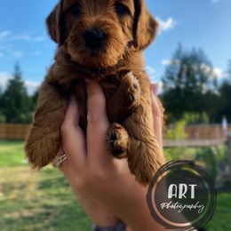 Goldendoodle Puppies from BasilBella’s Doodles