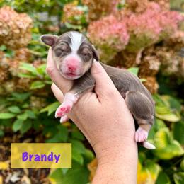 Brandy - Brown and white female Bernedoodle puppy in Midland, Michigan from Northern Charm Farm