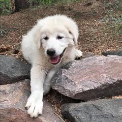 Colorado Mountain Dog Puppies from Tereo Ranch