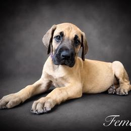 Girl 2 - Fawn female Great Dane puppy in Ocala, Florida from Oak Haven Great Danes