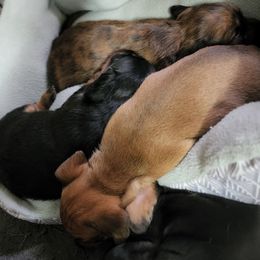 Dachshund Puppies from Pats Puppy Love Dachshunds