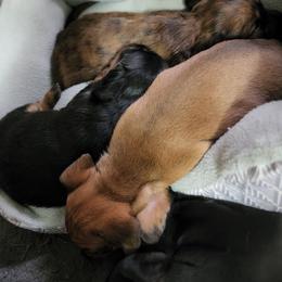 Dachshund Puppies from Pats Puppy Love Dachshunds