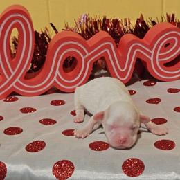 Gazelle - White female Cavapoo puppy in Dallas, Texas from Halo's Heroes Doodles
