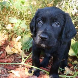 York - Black male Labradoodle puppy in Apache Junction, Arizona from Loving Doodle