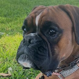 Boxers from Spicchio d'Aglio Boxers