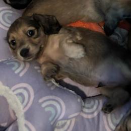 Hercules - Cream male Dachshund puppy in Alabaster, Alabama from Doxies of Olympus