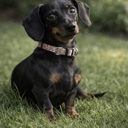 Itsy Bitsy - Dachshund