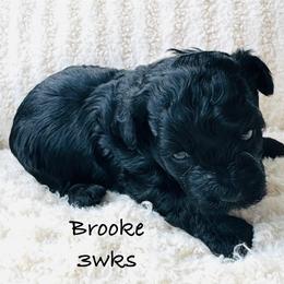 Brooke - Black female Yorkipoo puppy in Waldorf, Maryland from Luv My Yorkies, LLC