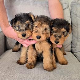 Girl 1 - Black and tan female Welsh Terrier puppy in Yorktown, Virginia from Dragon Shield Terriers