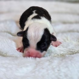 Black Tri Mismarked Boy - Black and tan male American Corgi puppy in Clovis, New Mexico from Sweet & Salty Cowdogs