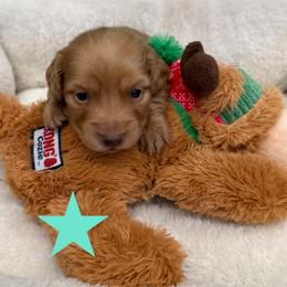Cashew - Red female Dachshund puppy in St Johns, Arizona from Glamorous Doxies