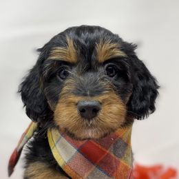 Goldie - Aussiedoodle puppy in Stevensville, Montana from The Highland Shepherds & Doodles
