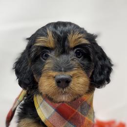 Goldie - Aussiedoodle puppy in Stevensville, Montana from The Highland Shepherds & Doodles