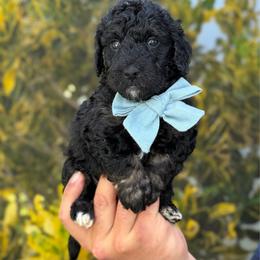 Usher - Tri-color male Bernedoodle puppy in Miami, Florida from Jade’s Paws & Co. Of Miami LLC