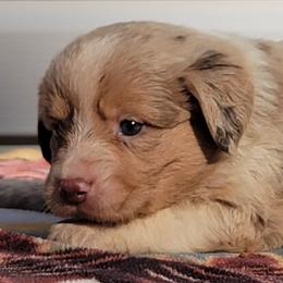 Boy 5 Only You - Red merle Miniature Australian Shepherd puppy in St. Louis, Missouri from Spotted Rump Ranch
