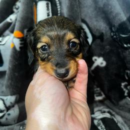 Aubrie - Wild boar female Dachshund puppy in La Junta, Colorado from Royal King’s Mini Dachshunds