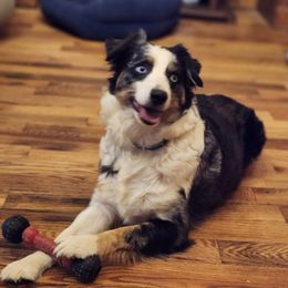 ANNIE - Miniature Australian Shepherd